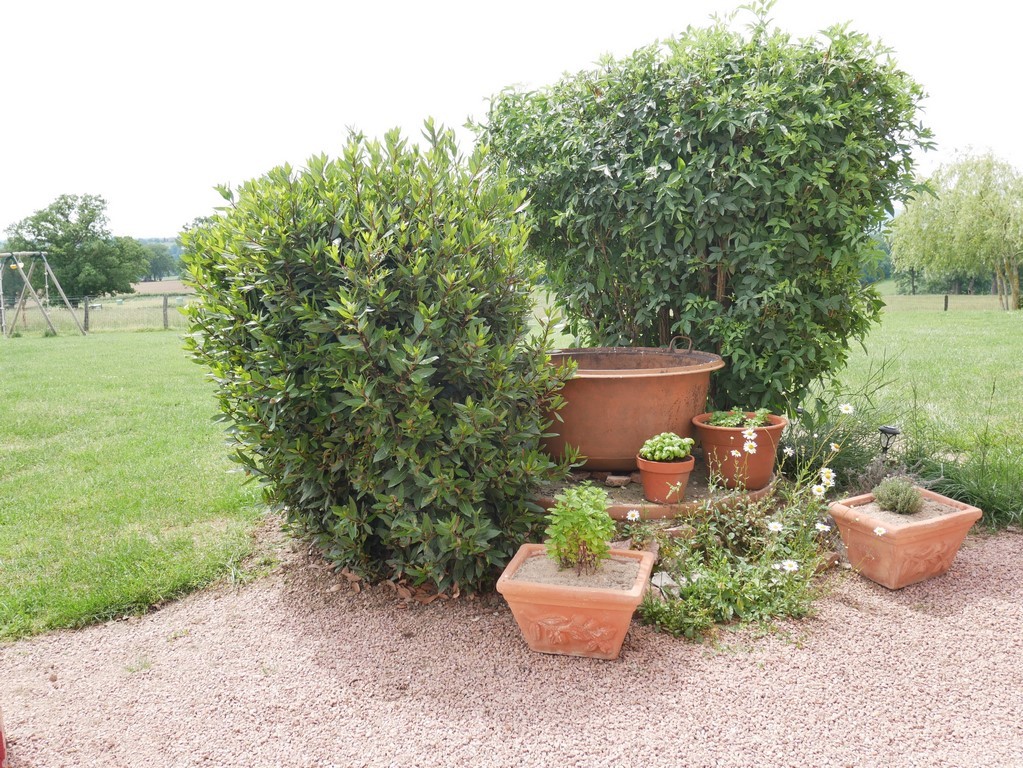 Serpolet, menthe, basilic ...